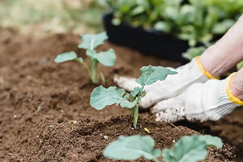 Agrochemicals powder processing